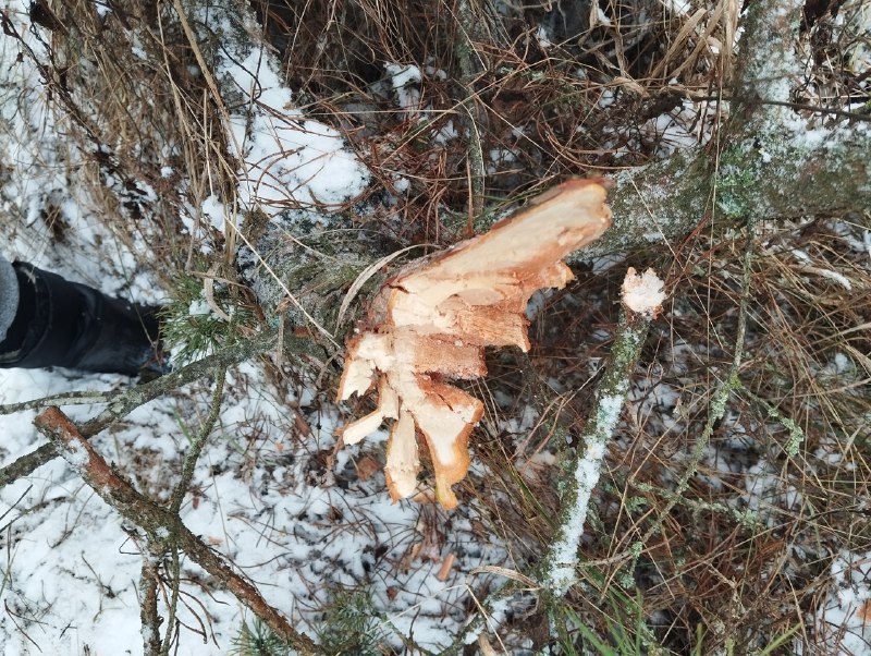 В Курской области поймали нарушителя, срубившего две сосны в лесу