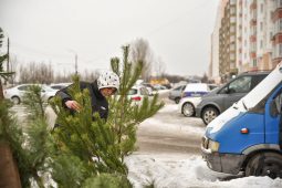 В Курске выявили незаконные ёлочные базары и пообещали навести порядок в торговле перед Новым годом