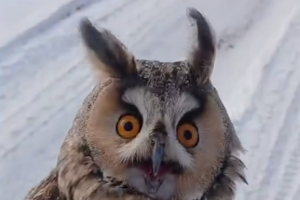 В приграничье Курской области спасли сову