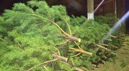 Курское экотакси совершит три рейса в январе для сбора вторсырья и новогодних ёлок