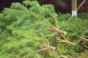 Курское экотакси совершит три рейса в январе для сбора вторсырья и новогодних ёлок