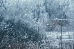 В Курской области введён особый режим работы из-за ожидаемых осадков с ветром