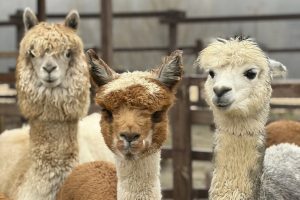Поселятся ли южноамериканские верблюды в Соловьином крае?