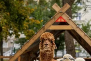 В Курске в парке «Боева дача» начали строить тематический парк альпак