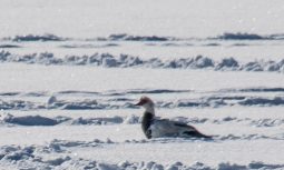 В Курской области  пройдёт учёт зимующих водоплавающих птиц