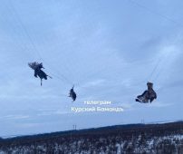 В курском приграничье будут спасать птиц, запутавшихся в антидроновых сетках