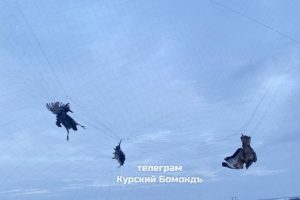 В курском приграничье будут спасать птиц, запутавшихся в антидроновых сетках