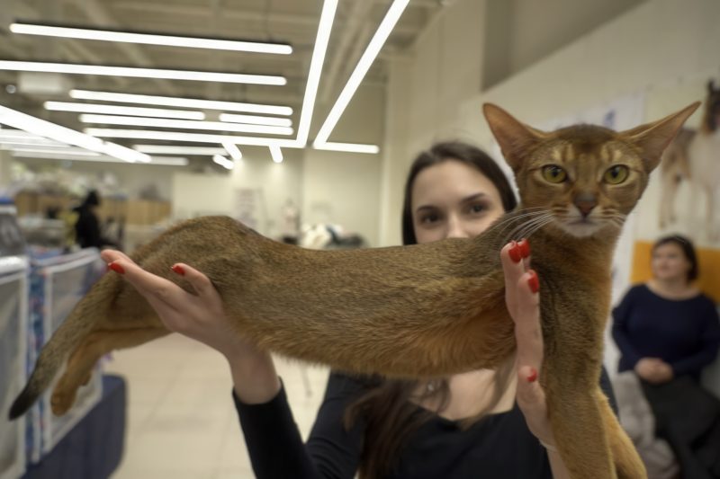 Красивей кошки зверя нет!