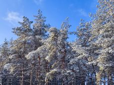 В Курской области первая рабочая неделя года начнётся с морозов до -15 градусов