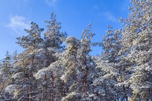 В Курской области первая рабочая неделя года начнётся с морозов до -15 градусов