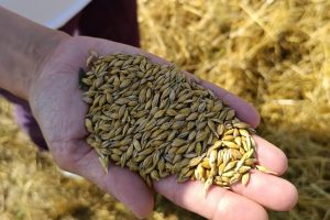 Морозы урожаю не грозят