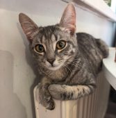 В Курске 18 адресов остались без отопления из за ремонта теплосети