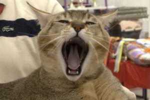 Перевод с кошачьего