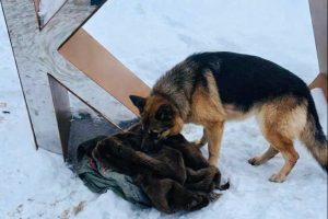 На Театральную площадь Курска вызвали кинологов из-за забытых вещей