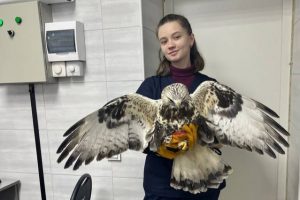 Пернатый хищник попал в ДТП