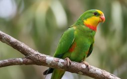 Курянин судится с предпринимателем из-за больного попугая