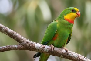 Курянин судится с предпринимателем из-за больного попугая