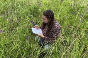 Люпины захватили курские луга