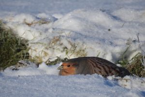 По следам гербовой птицы