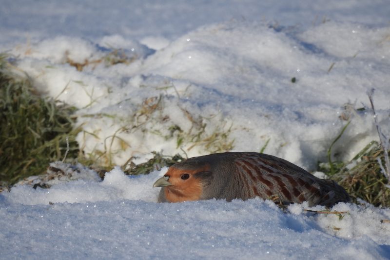 По следам гербовой птицы