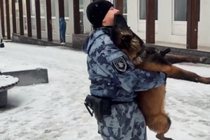 Бельгийская овчарка Гром начал подготовку к службе в полиции Курска