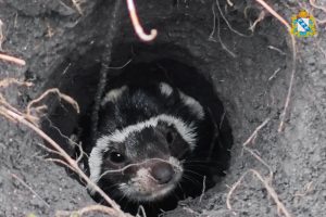 Перевязку заметили спустя век