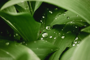 К майским праздникам в Курске высадят цветы и деревья