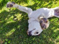 Куряне смогут бесплатно привить своих питомцев от бешенства