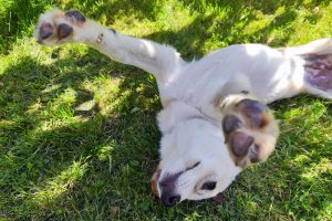 Куряне смогут бесплатно привить своих питомцев от бешенства