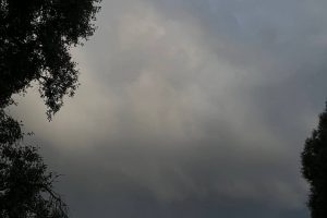 Первая неделя весны в Курской области будет пасмурной