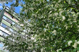 Апрель в Курской области будет тёплым и пасмурным