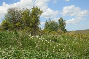 В Курской области создали памятник природы «Остепненные склоны урочища Осиновый лог»
