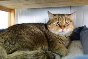 Курские волонтёры сообщили об угрозе закрытия проекта «Кошкин дом»