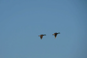 В Курской области временно запретили охоту из-за угрозы птичьего гриппа