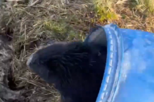 В Курской области спасли бобра