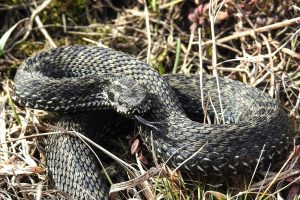 В Курской области проснулись степные гадюки