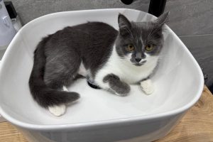 В курском Льгове решают проблему с качеством воды