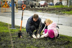 В курском сквере «Интернациональный» высадили 72 куста сирени