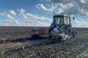 В Курской области студенты высадили 6 тысяч сосен для карбоновой фермы