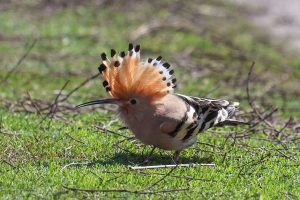 В Курском заповеднике заметили удода