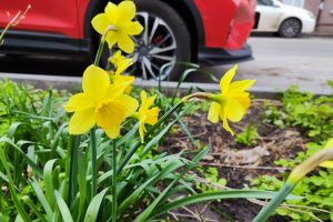 12 апреля в Курской области ожидаются туман и заморозки