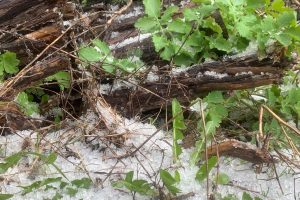 В Курскую область придет похолодание с минусовыми температурами ночью