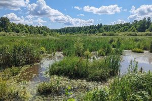 В Курской области создан памятник природы регионального значения «Болото Мицень»