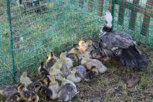 В Курске пройдет выставка домашних птиц и животных