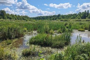 Болото и склоны взяли под охрану