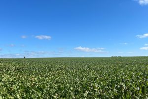 В Курской области за год реализовали 3,5 млн тонн сахарной свеклы и 2,4 млн тонн зерновых