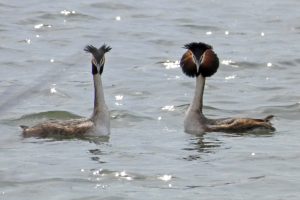 Чомги снова в Курской области