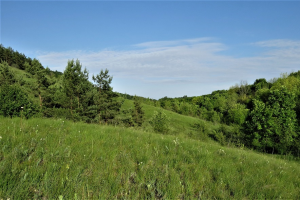 В Мантуровском районе Курской области создали памятник природы «Урочище Большой лес»