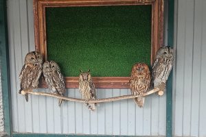 В курчатовский Парк птиц передали сов из курского приграничья