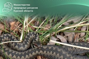 В Курской области проснулись змеи